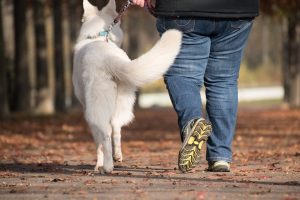 dog, owner, pet-5738865.jpg