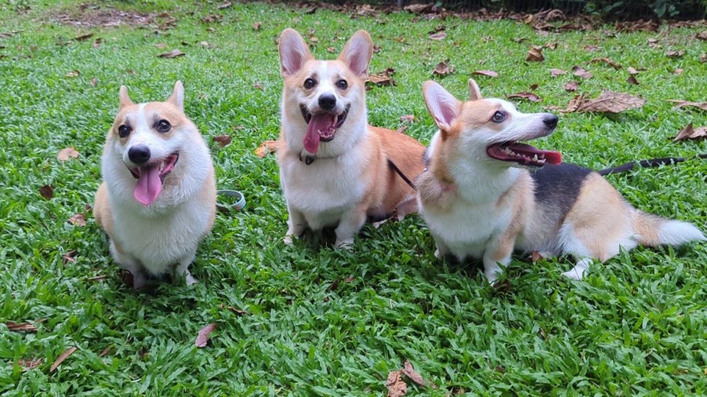 corgis outdoors happy corgis outdoors